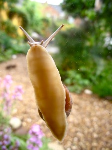 snails and slugs are known as "belly-foot" animals