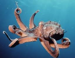 cephalopod