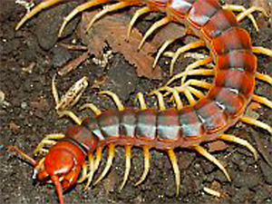 common NC centipede