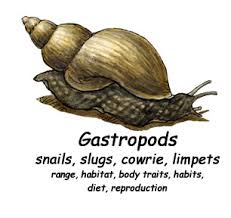 gastropod info