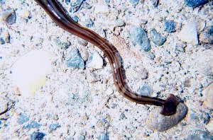 hammerhead worm 2