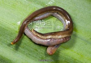 hammerhead worm eating earthworm