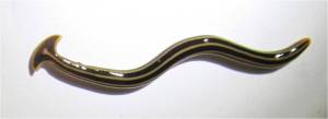 hammerhead worm