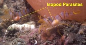 isopod parasite