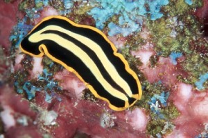 Sea flat worms are often very vibrant. These animals swim by undulating the sides of their body. 